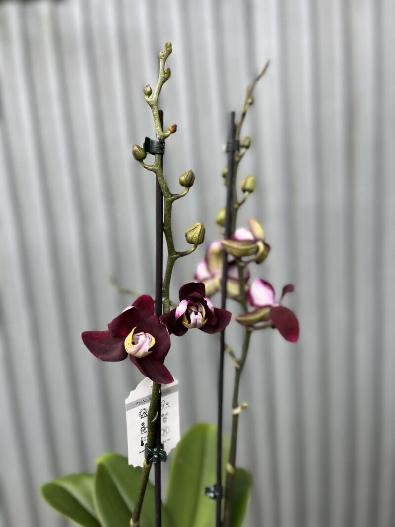 Phalaenopsis ‘Black Jack’ | Storczyk