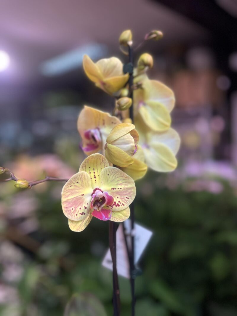 Phalaenopsis Golden Goya | Storczyk bez pączków