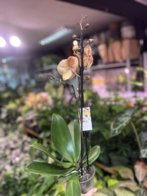 Phalaenopsis sogo very maple big lip | Storczyk