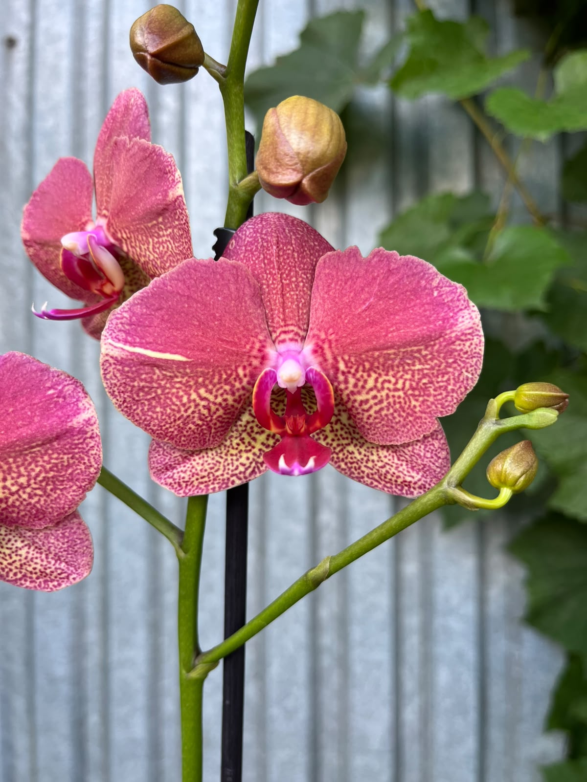 Phalaenopsis ‘Raoul’ I Storczyk