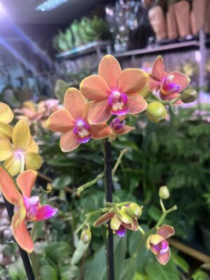 Phalaenopsis Multiflora Exclusivo ‘Paprika’ | Storczyk