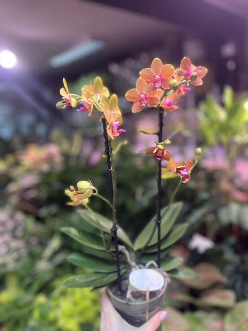 Phalaenopsis Multiflora Exclusivo ‘Paprika’ | Storczyk