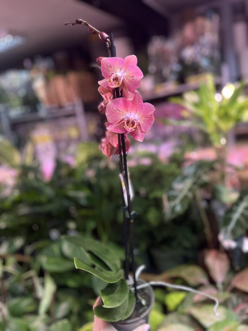 Phalaenopsis Leco Fantastic | Storczyk