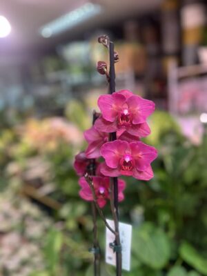 phalaenopsis pavarotti peloric | Storczyk Przekwitający