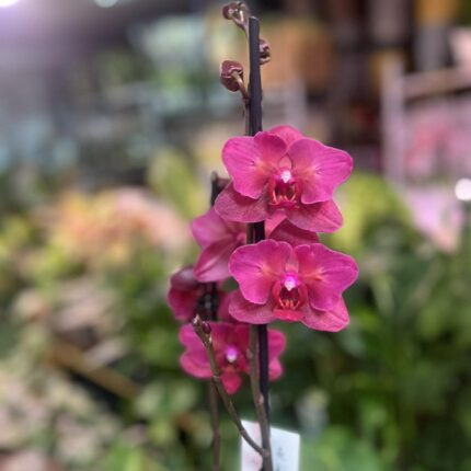 phalaenopsis pavarotti peloric | Storczyk Przekwitający