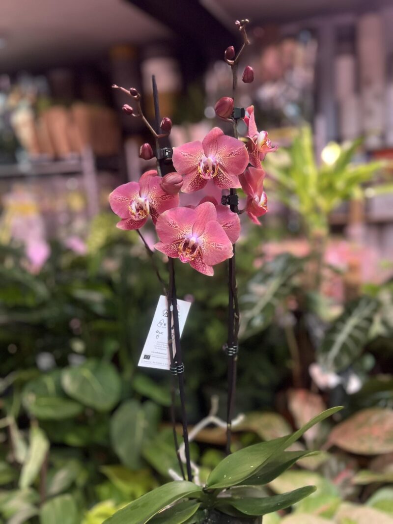 Phalaenopsis Leco Fantastic | Storczyk