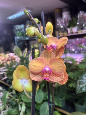 Phalaenopsis Bologna | Storczyk przekwitnięty