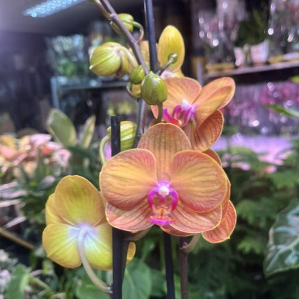 Phalaenopsis Bologna | Storczyk przekwitnięty