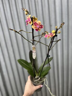 Phalaenopsis Sogo Yellowtris peloric | Storczyk bez pąków