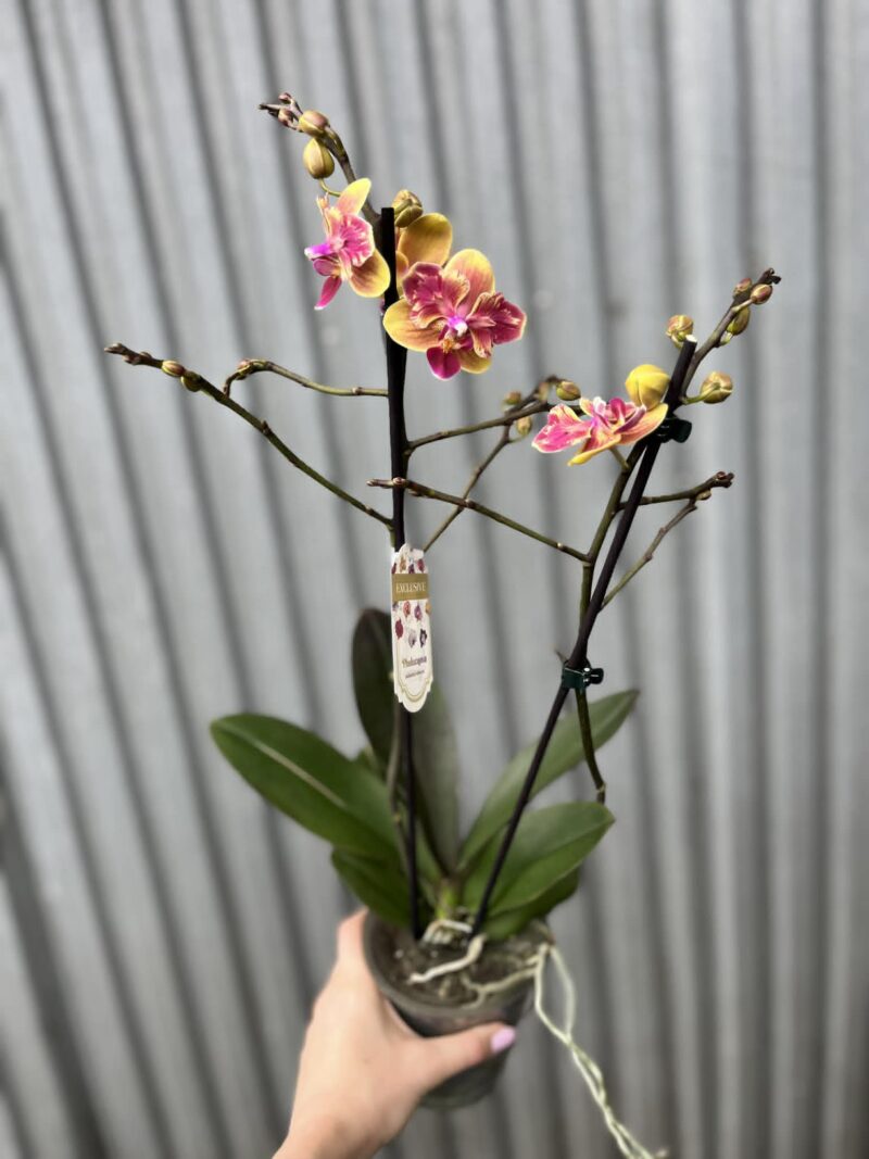 Phalaenopsis Sogo Yellowtris peloric | Storczyk bez pąków