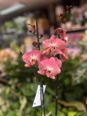 Phalaenopsis Leco Fantastic | Storczyk