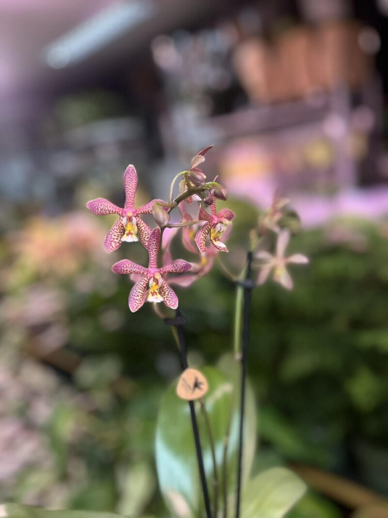 Phalaenopsis Spider Brown | Storczyk Phalaenopsis Spider Brown | Storczyk