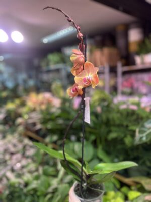 Phalaenopsis Leco Fantastica – orange | Storczyk
