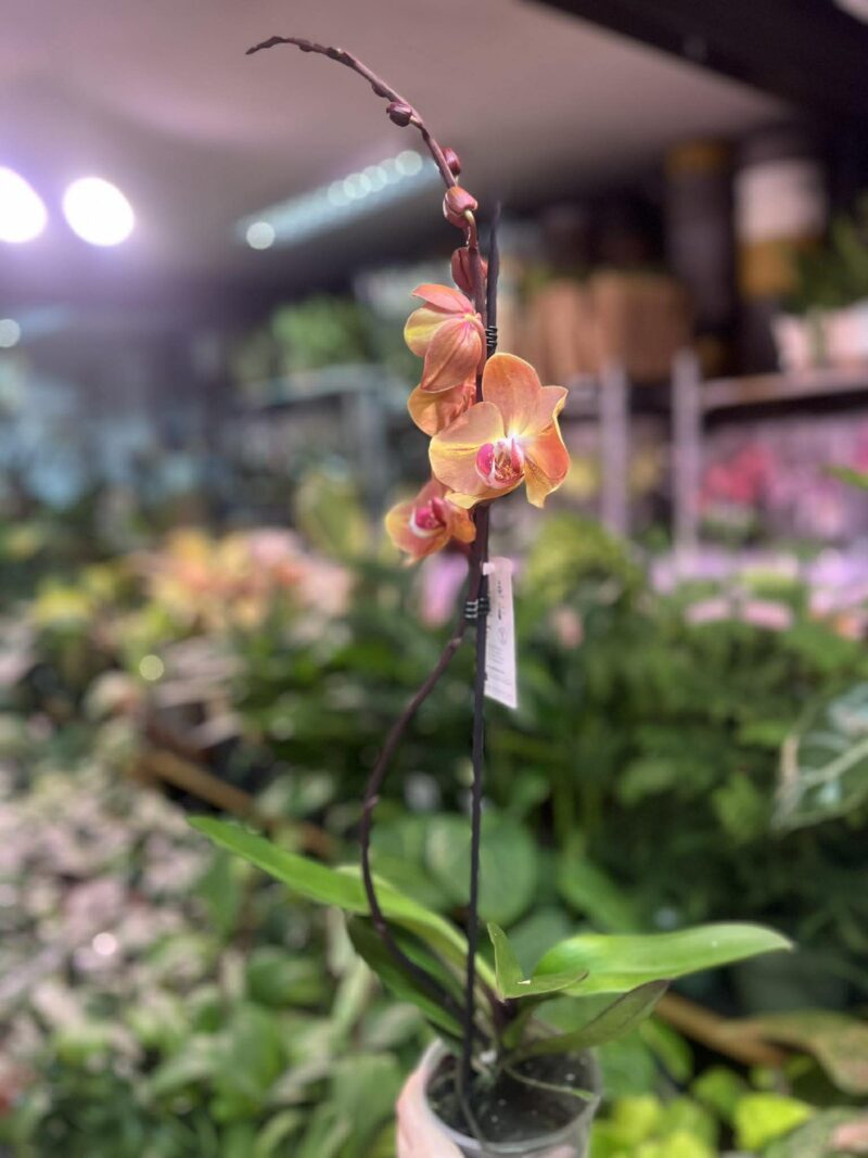 Phalaenopsis Leco Fantastica – orange | Storczyk