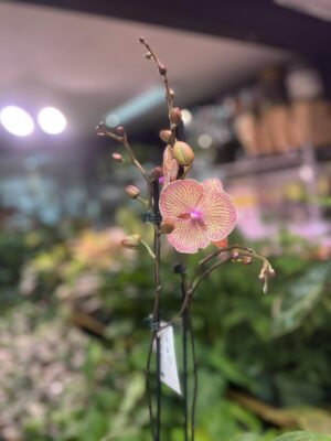 Phalaenopsis sogo very maple big lip | Storczyk