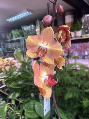 Phalaenopsis Leco Fantastica – orange | Storczyk