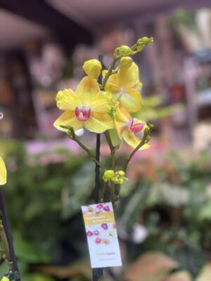 Phalaenopsis Modena | Storczyk