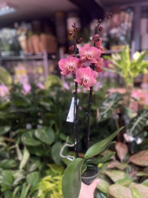 Phalaenopsis Leco Fantastic | Storczyk