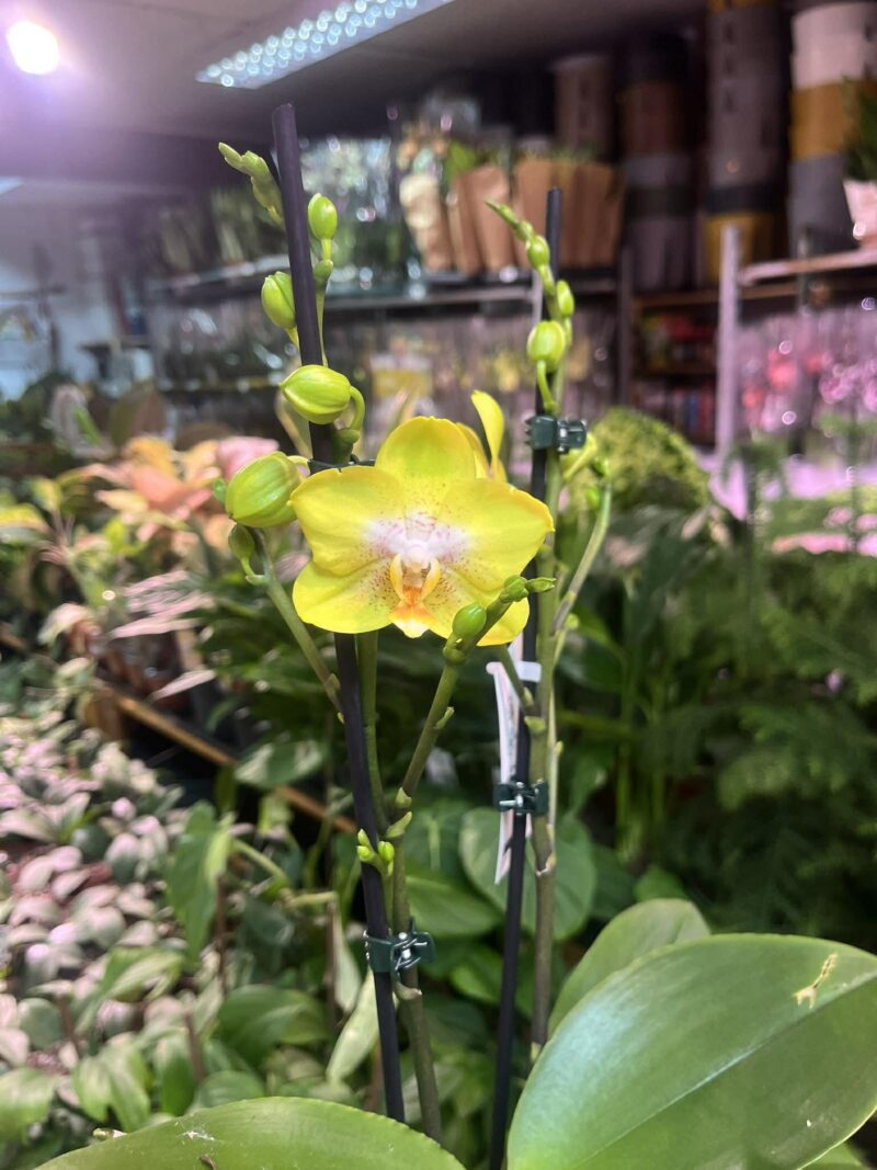 Phalaenopsis Sogo Pride | Storczyk Phalaenopsis Sogo Pride | Storczyk