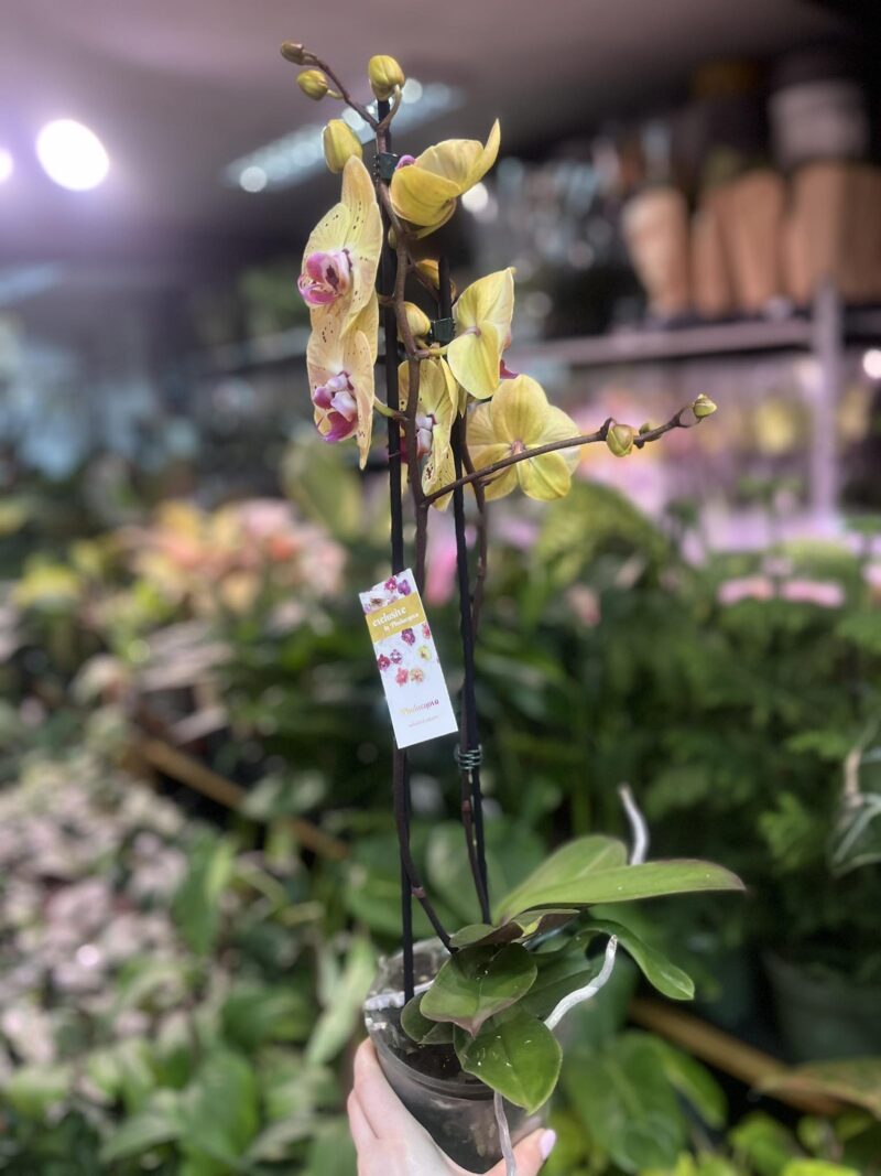Phalaenopsis Golden Goya | Storczyk bez pączków