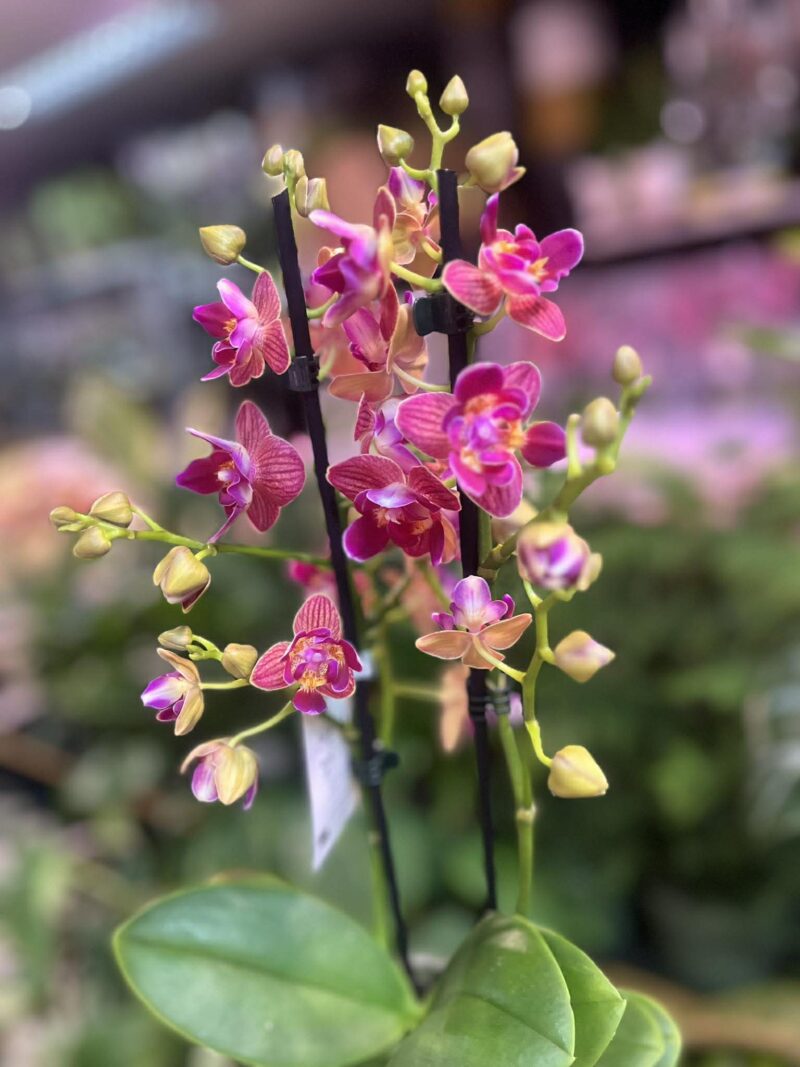 Phalaenopsis „Limited 03” peloric | storczyk Phalaenopsis „Limited 03” peloric | storczyk