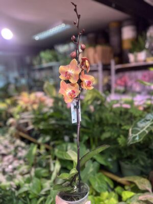 Phalaenopsis Leco Fantastica – orange | Storczyk