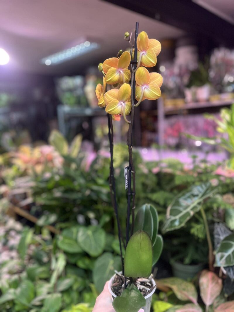 Phalaenopsis Bologna | Storczyk przekwitnięty