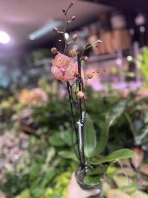 Phalaenopsis sogo very maple big lip | Storczyk