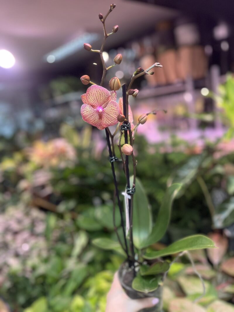 Phalaenopsis sogo very maple big lip | Storczyk