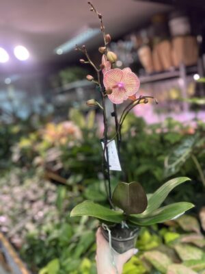 Phalaenopsis sogo very maple big lip | Storczyk
