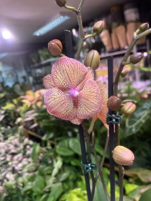Phalaenopsis sogo very maple big lip | Storczyk