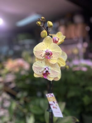 Phalaenopsis Golden Goya | Storczyk bez pączków