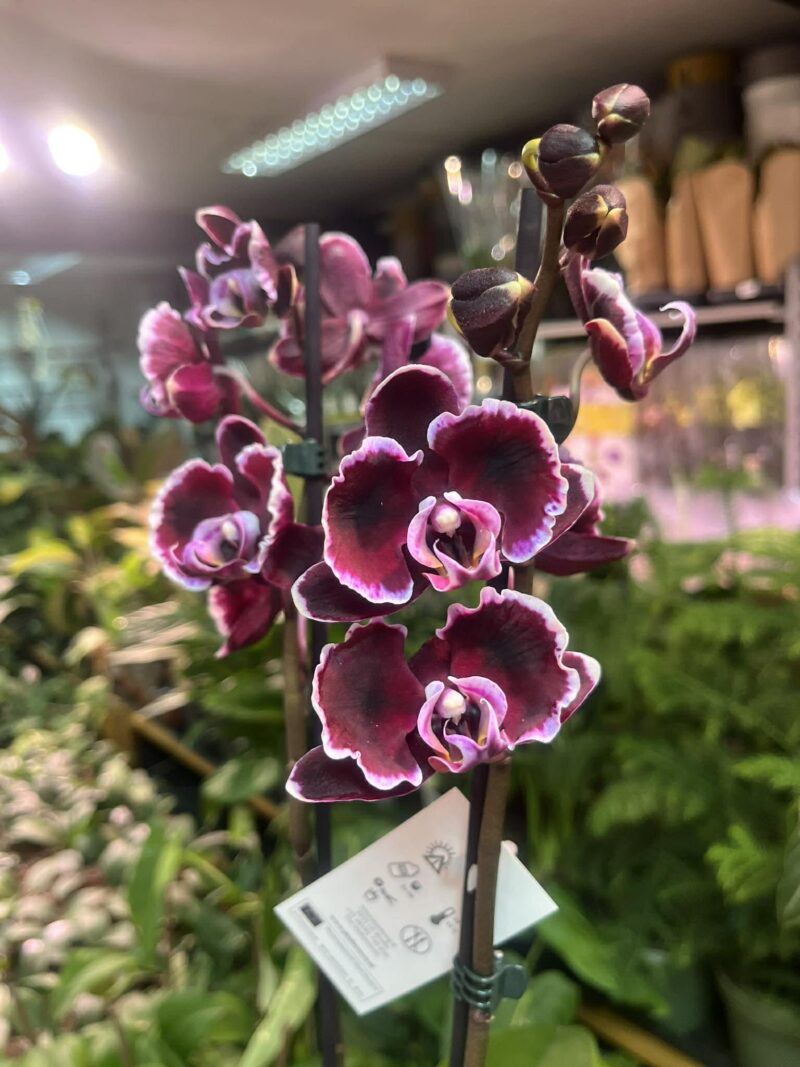 Phalaenopsis summer breath | Storczyk Phalaenopsis summer breath | Storczyk