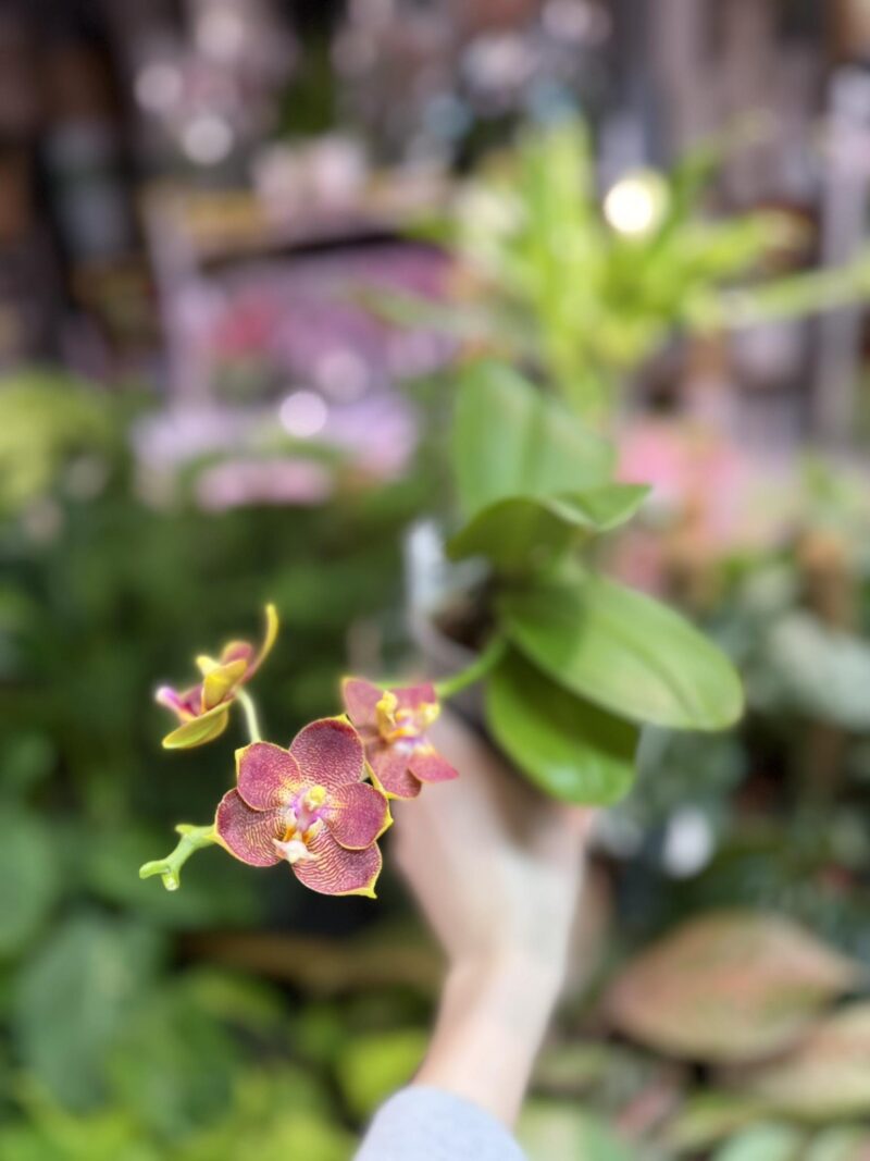 Phalaenopsis Pylo’s sofia | Storczyk Phalaenopsis Pylo’s sofia | Storczyk