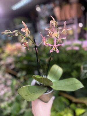 Phalaenopsis Spider Brown | Storczyk