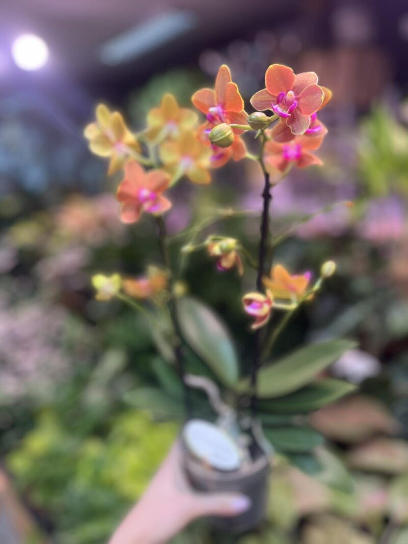 Phalaenopsis Multiflora Exclusivo ‘Paprika’ | Storczyk