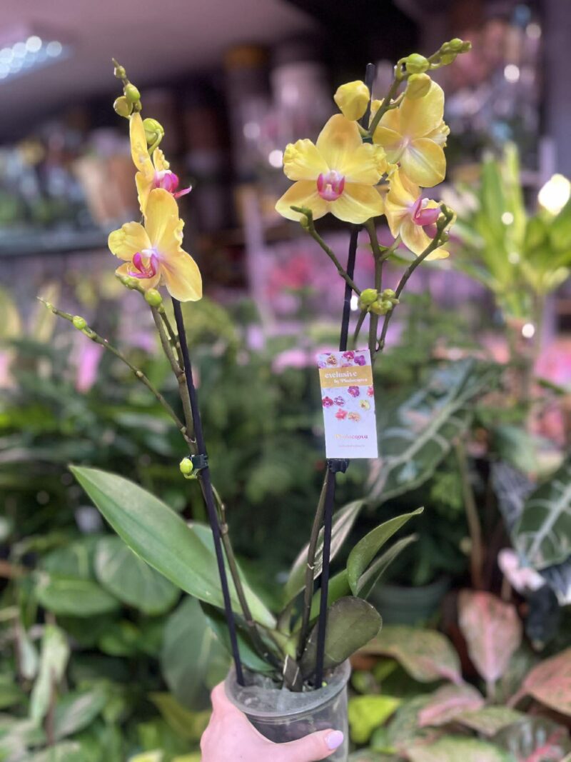 Phalaenopsis Modena | Storczyk