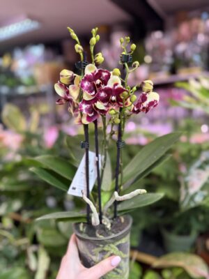 Phalaenopsis ‘Catania’ peloric butterfly | Storczyk