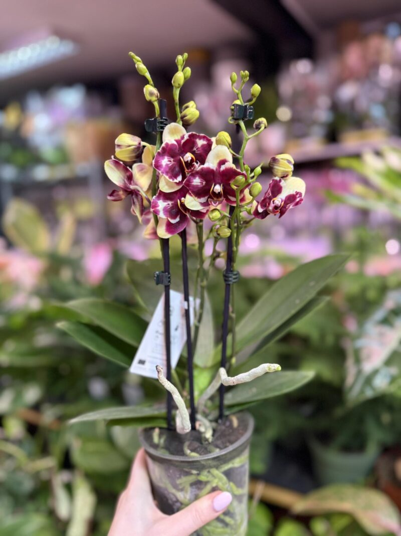 Phalaenopsis ‘Catania’ peloric butterfly | Storczyk