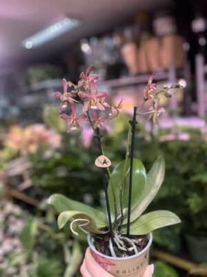 Phalaenopsis Spider Brown | Storczyk
