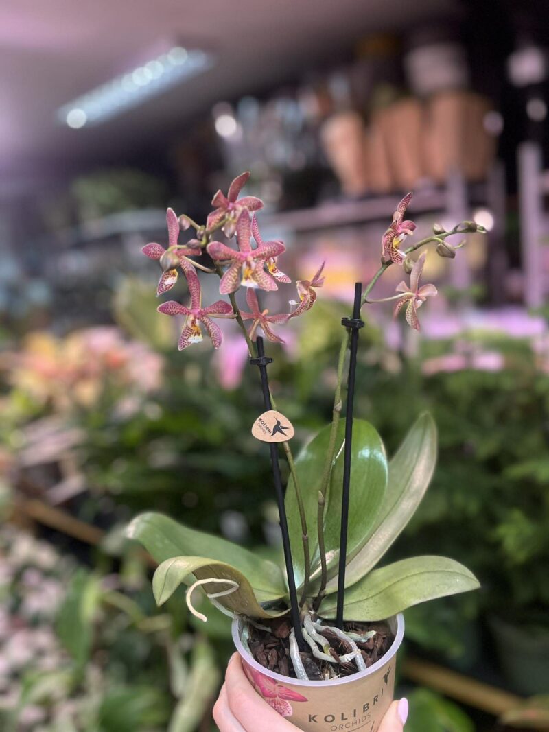 Phalaenopsis Spider Brown | Storczyk