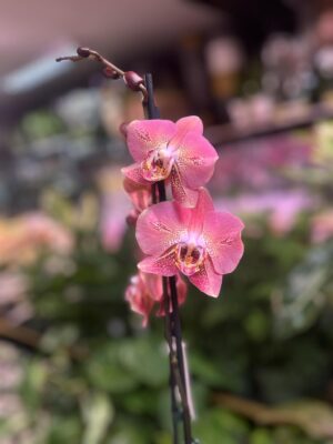 Phalaenopsis Leco Fantastic | Storczyk