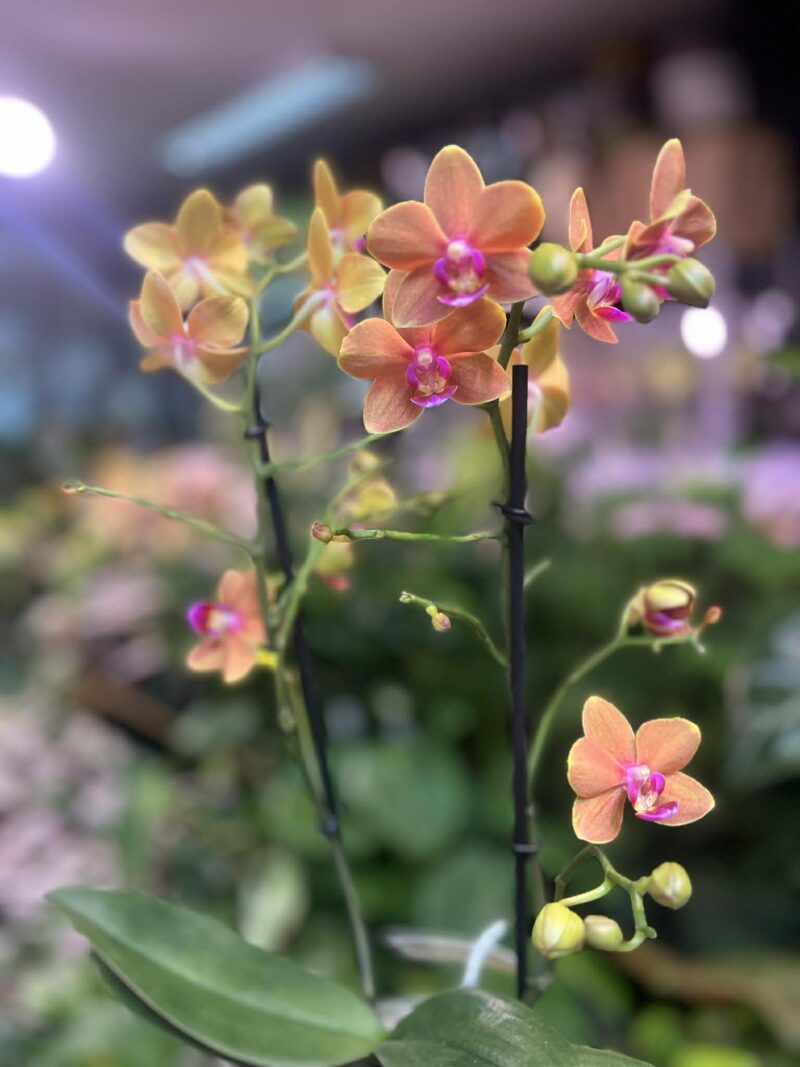 Phalaenopsis Multiflora Exclusivo ‘Paprika’ | Storczyk
