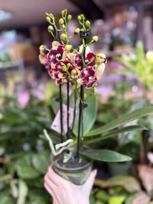Phalaenopsis ‘Catania’ peloric butterfly | Storczyk