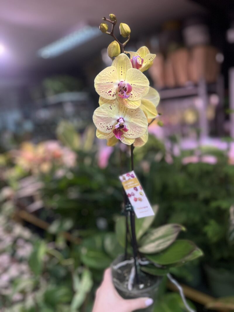 Phalaenopsis Golden Goya | Storczyk bez pączków