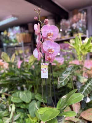 Phalaenopsis KC Honey Peach | Storczyk