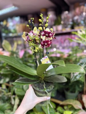 Phalaenopsis ‘Catania’ peloric butterfly | Storczyk