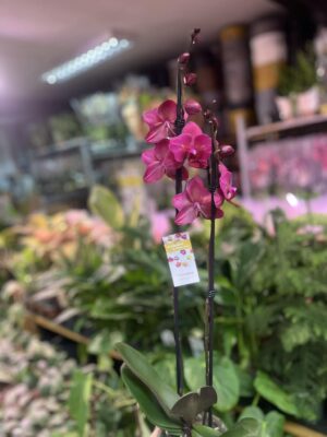 phalaenopsis pavarotti peloric | Storczyk Przekwitający