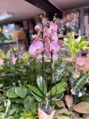 Phalaenopsis KC Honey Peach | Storczyk