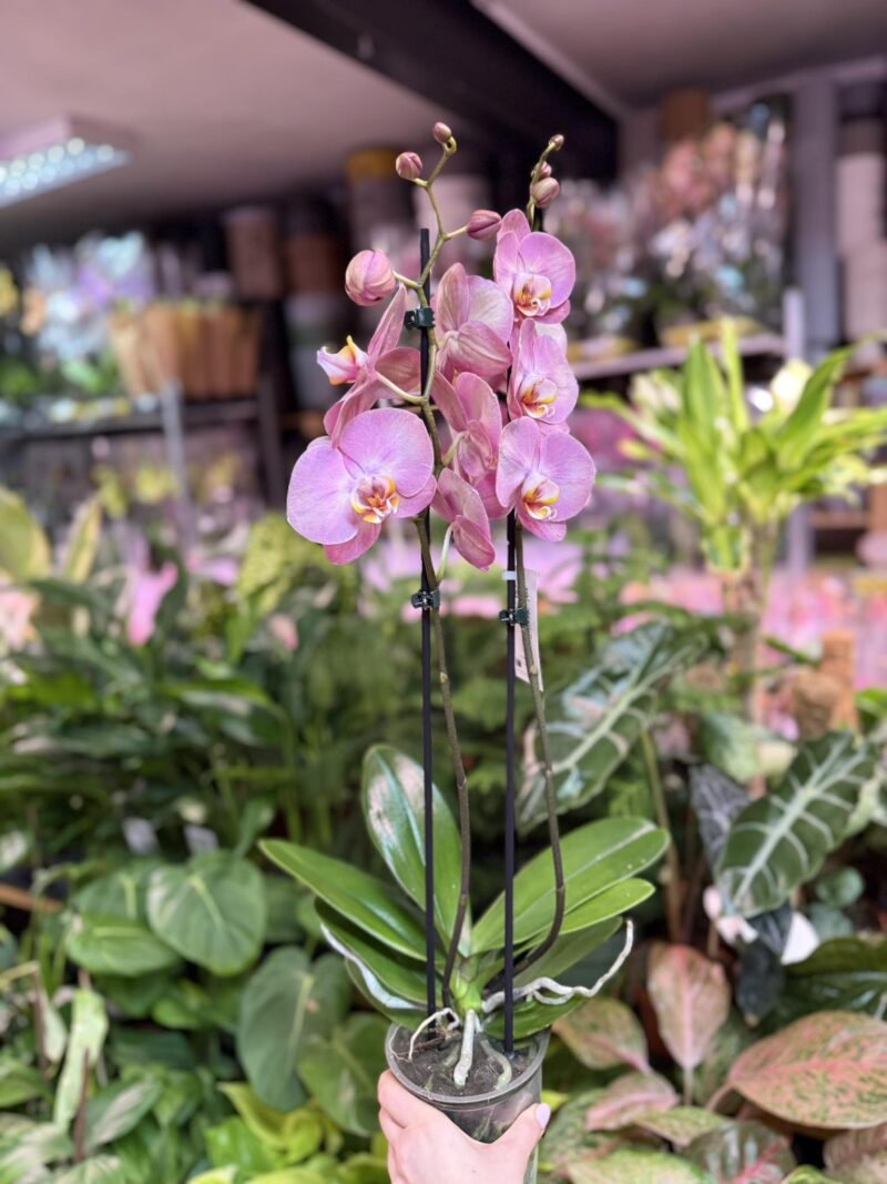 Phalaenopsis KC Honey Peach | Storczyk